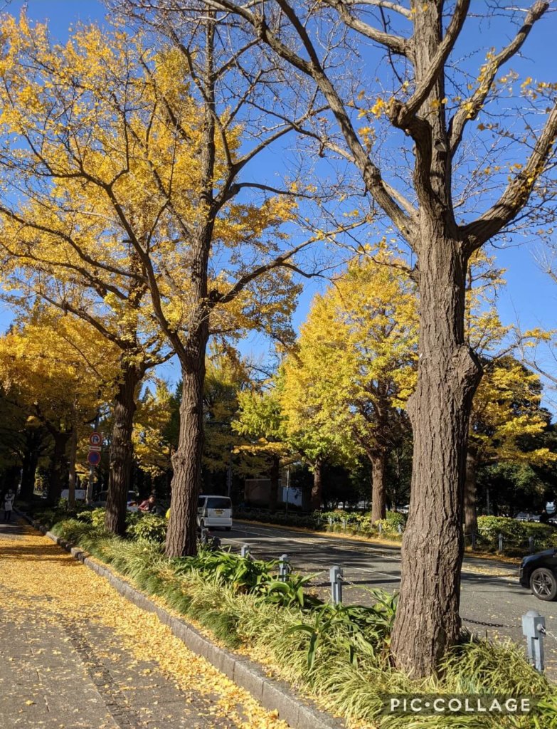 山下公園前のイチョウ並木。 成人式の前撮りをしていて、ロケーションが良かったです。