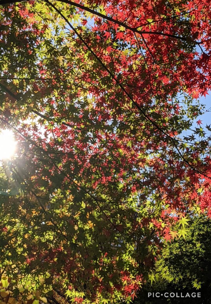 関内駅付近の紅葉。