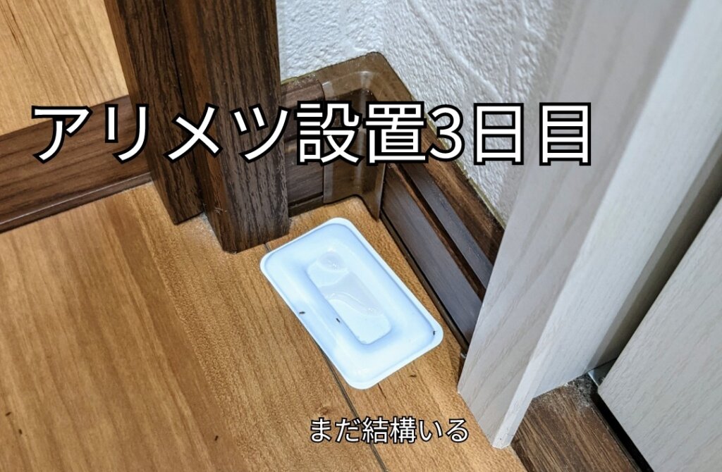 アリミツ設置3日目。