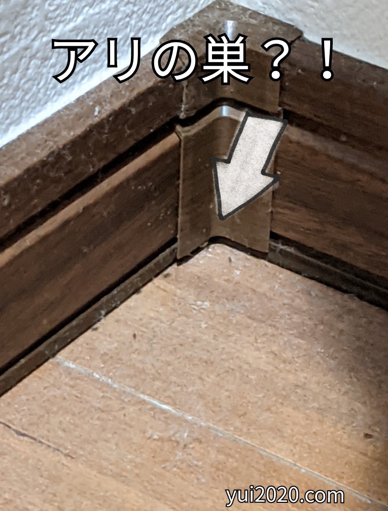 クローゼットのの床板奥のスキマから蟻が出入りしている