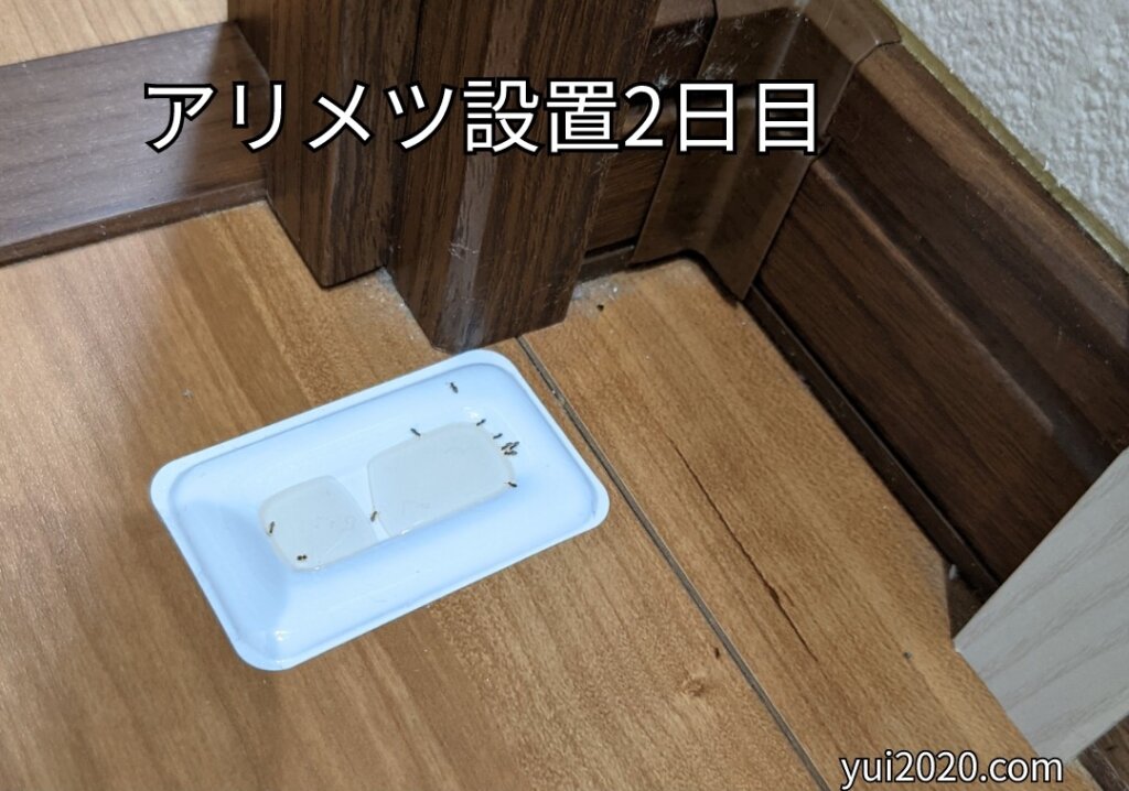 アリメツ設置2日目。