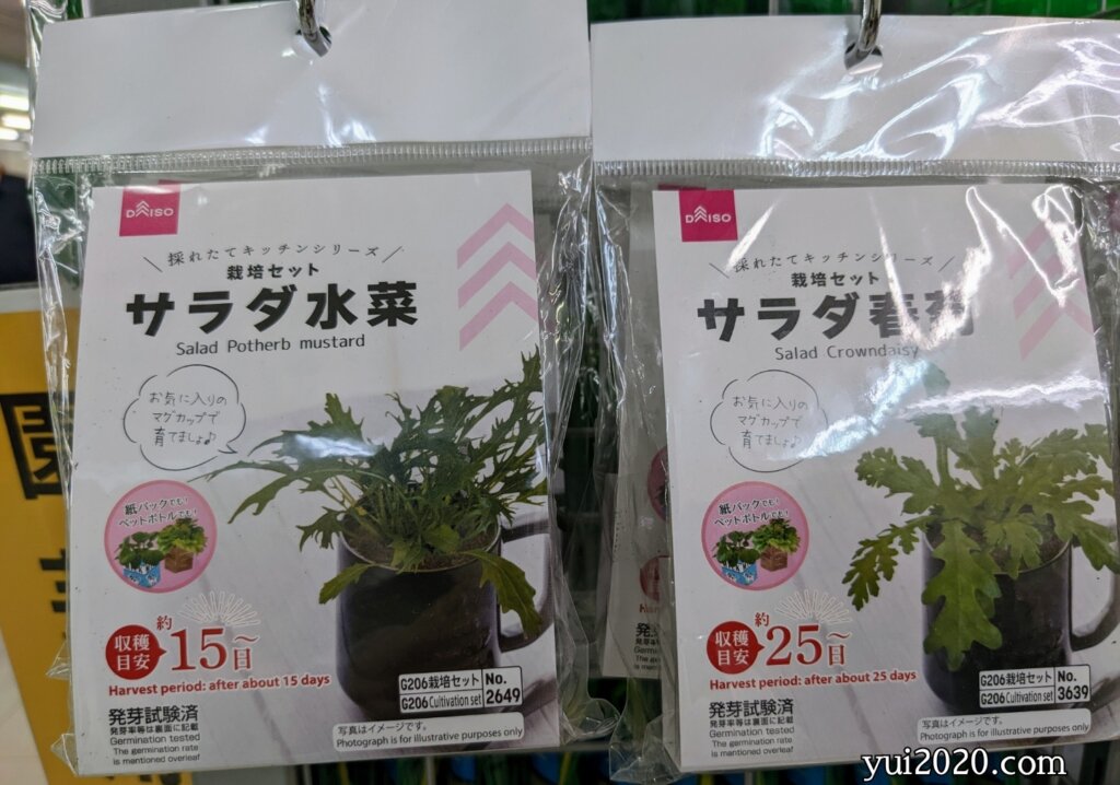 ダイソー 採れたてキッチンシリーズ 栽培セット サラダ水菜、サラダ春菊