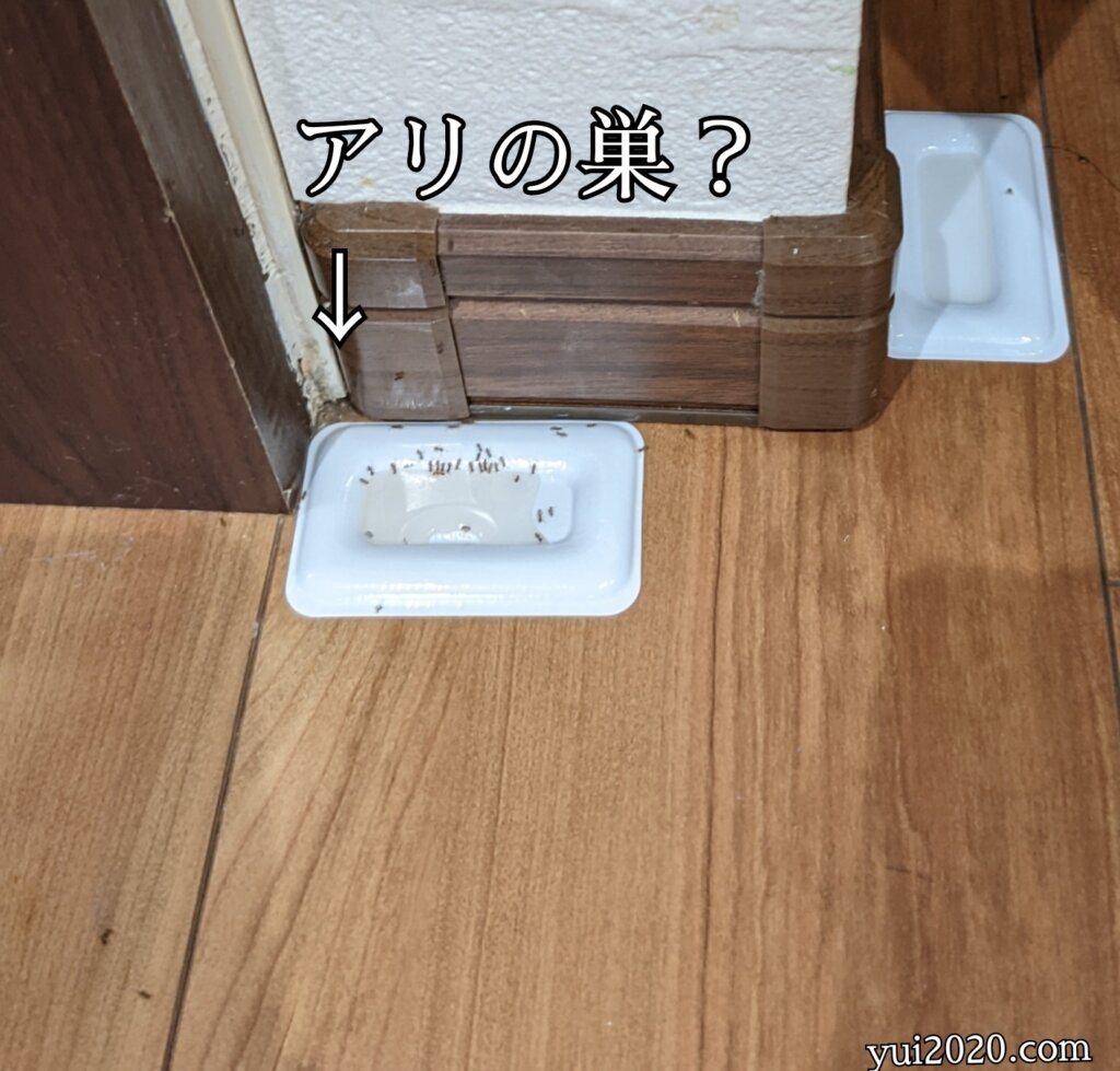 アリメツを置いた途端アリが大発生